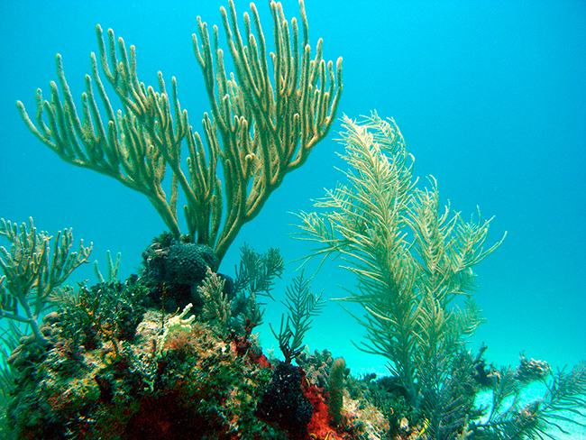 mergulho varadero