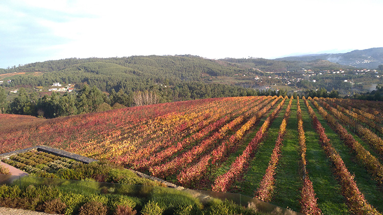Região dos Vinhos Verdes, Portugal (Foto: André Prado)