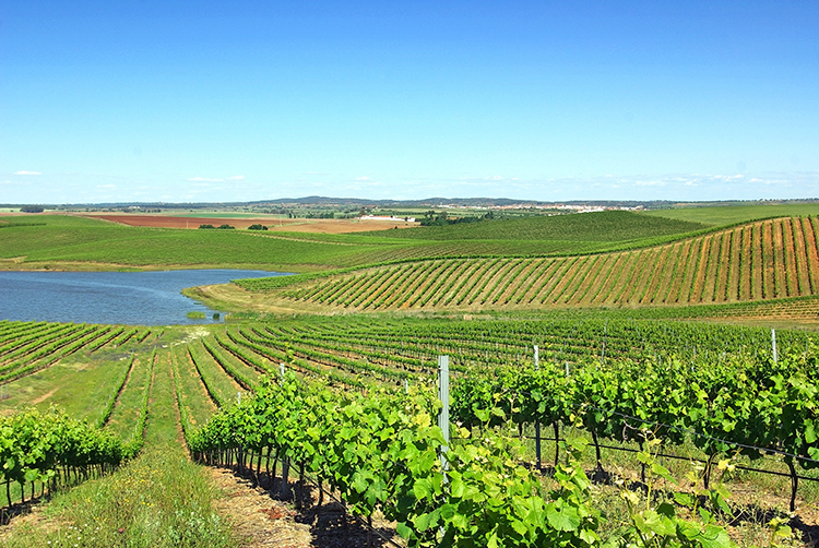 Região dos Vinhos Verde, Portugal (Foto: Adobe Stock) 
