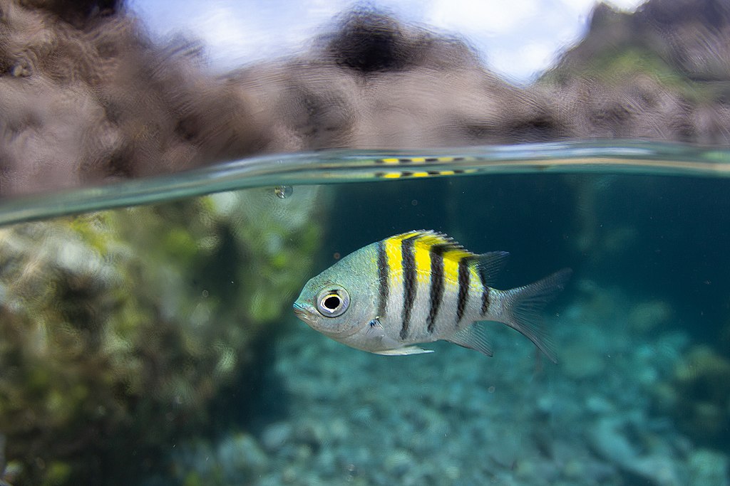 Mergulho com peixe em fernando de noronha