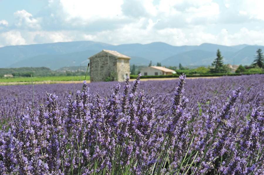 campo de lavanda provence