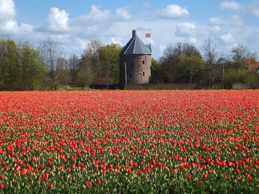 campo de tulipa area rural holanda