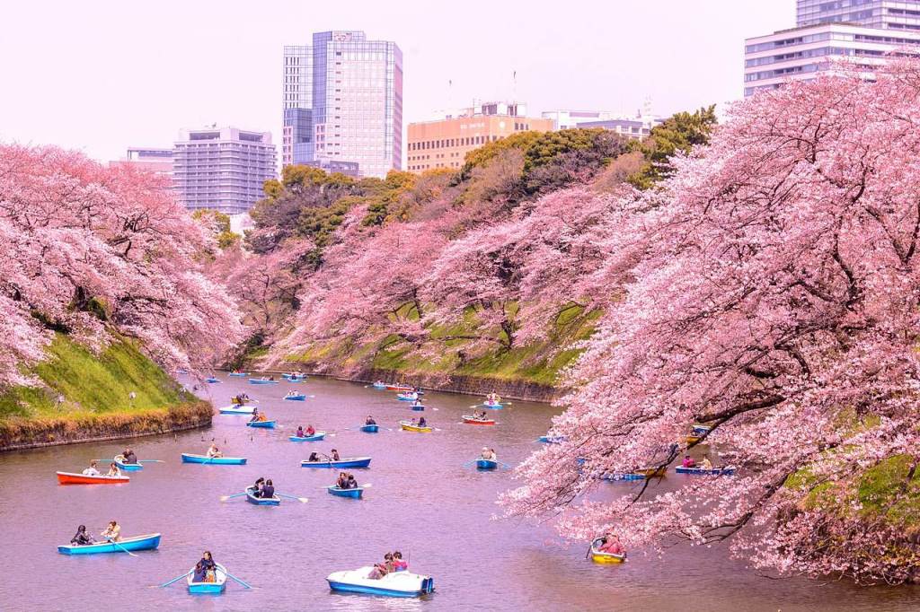 cerejeiras japao