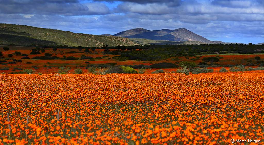 flores silvestres em namaqualand