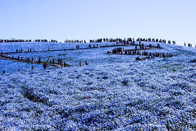 nemophilas hitachi seaside park japao