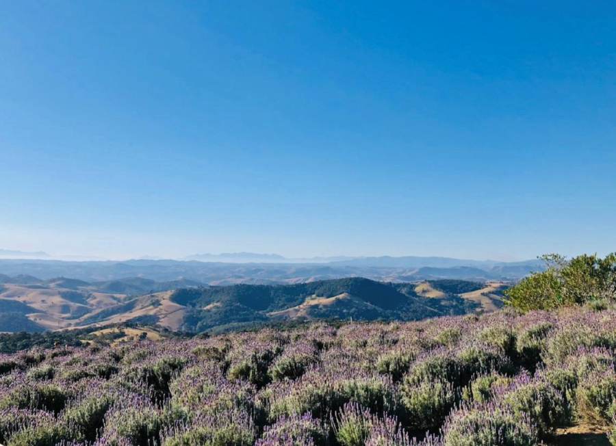 Campos de lavanda em Cunha