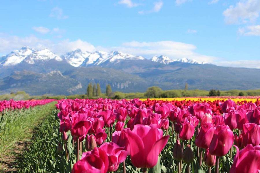 tulipas em trevelin argentina