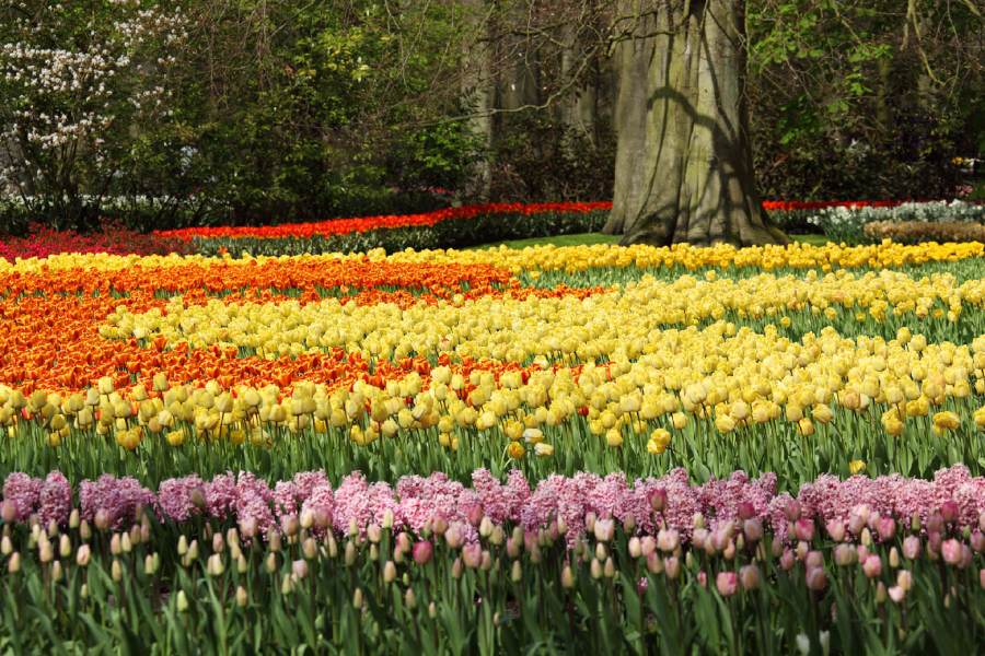 tulipas em Keukenhof holanda