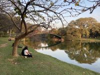 Parque do Ibirapuera receberá festival durante a Copa do Mundo do Catar